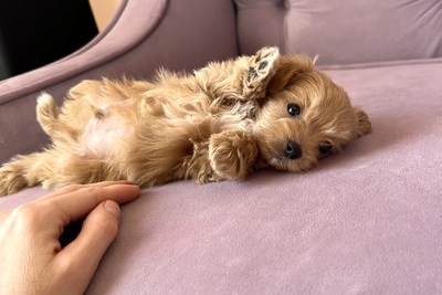 Мальтипу Ф1