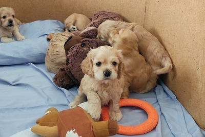 Американский кокер-спаниель бронь