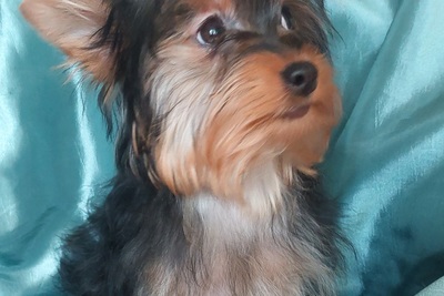 Щенок йоркширского терьера