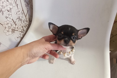 Кукольные мини кнопки-чихуахуа