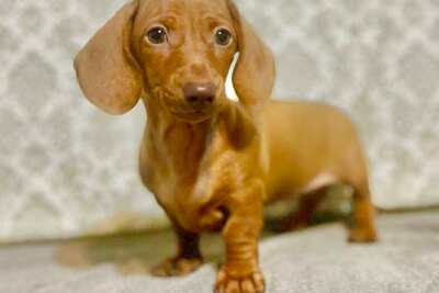 Мальчик миниатюрной/кроличьей таксы