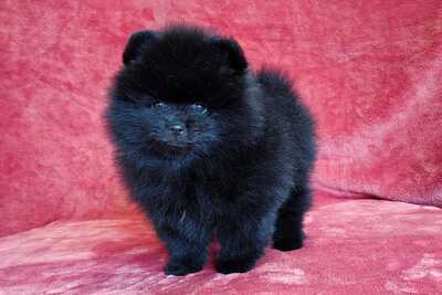 Мальчик померанского шпица