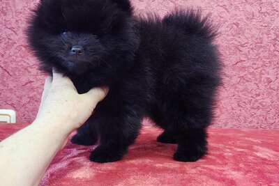 Мальчик померанского шпица