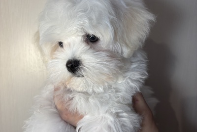 Мальтийская болонка(мальтезе)