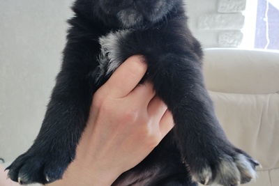 Щенки немецкой овчарки