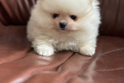 Померанский шпиц