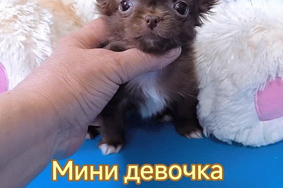 Шоколадная красотка  чихуахуа 4мес.зубы 6х6 ,прикус норма