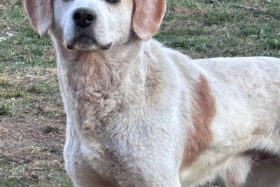 Пёс Рексик ищет дом!