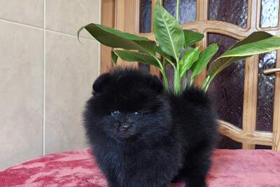 Мальчик померанского шпица