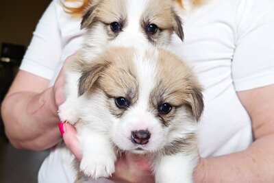 Вельш корги пемброк