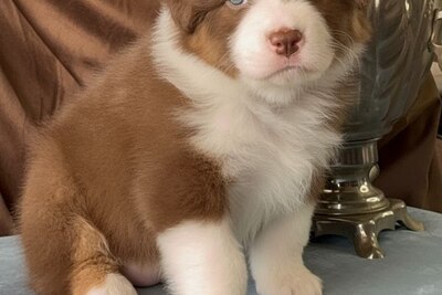 Австралийская овчарка , девочка