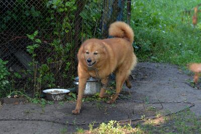 Финский шпиц