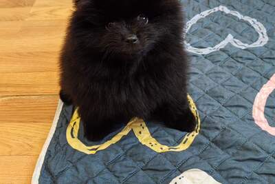 Мальчик померанского шпица