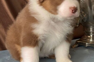 Австралийская овчарка