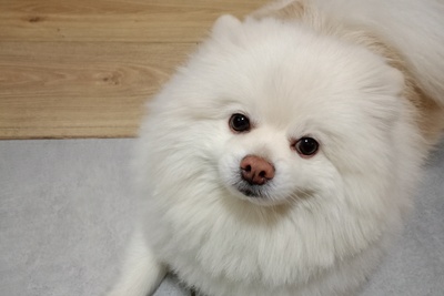 Вязка шпица