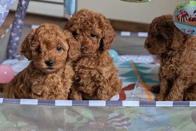 Пудель. Щенки пуделя миниатюра и той с родословной.