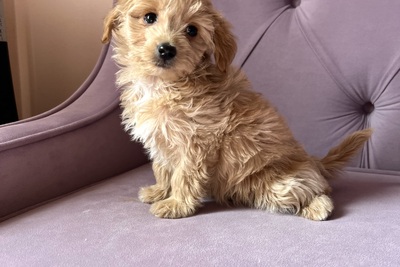 Девочка мальтипуФ1