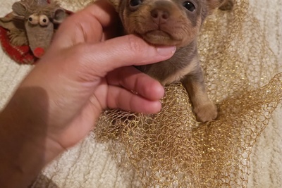 Лиловые крошки-чихуахуа