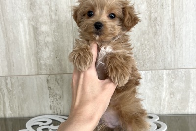 МИНИ мальтипуФ1