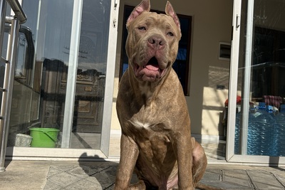 Питомник питбулей