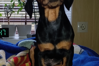 Щенок таксы