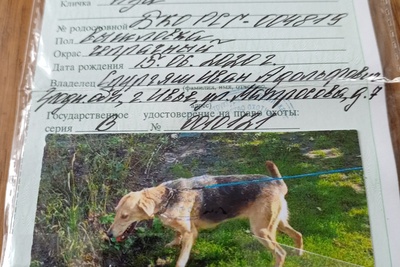 Продам выжловку русской гончей