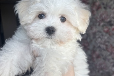 Мальтийская болонка(мальтезе)