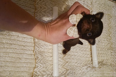 Кукольный мини мальчик, горький шоколад