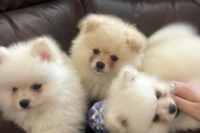 Очаровательные щенки померанского шпица