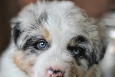 Австралийская овчарка