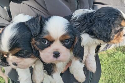 Щенки Ковалер Кинг Чарльз Спаниель