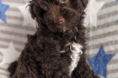 Карликовый пудель