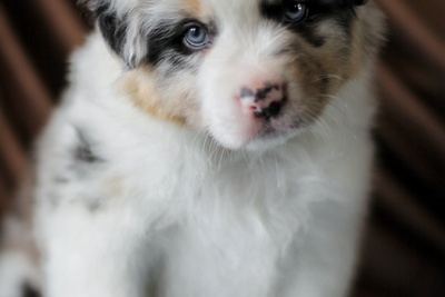 Австралийская овчарка