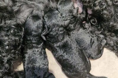 малый пудель чёрного окраса щенки