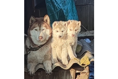 Хаски чистокровная, девочка 2,5 месяца