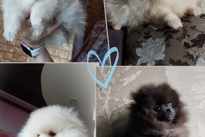 Померанский шпиц, щенки. Мини мишки