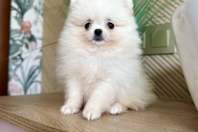 Мини девочка померанский шпиц