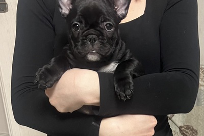 Щенки французского бульдога