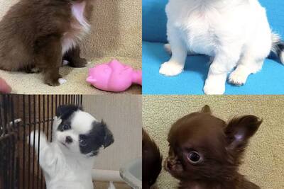 Чихуахуа девочки гладкие и пушистые (Цены разные),и мальчики