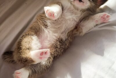 Вельш корги пемброк