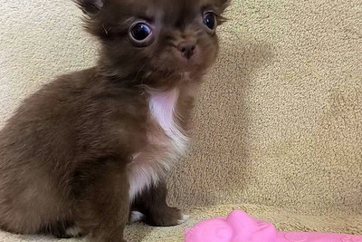 Девочка мини чихуахуа  д/ш. разные  мальчики  д/ш