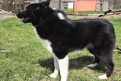 Охотничья Лайка