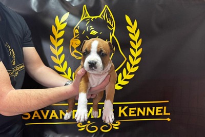 Щенки американского стаффордширского терьера