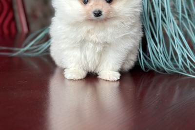 Померанский шпиц