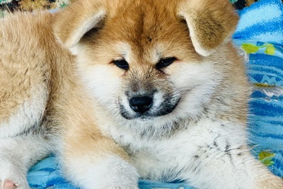 японская Акита ину щенки супер красивые