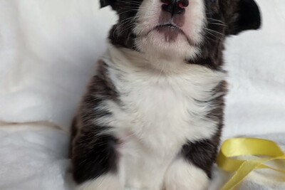 Малыши корги кардиган