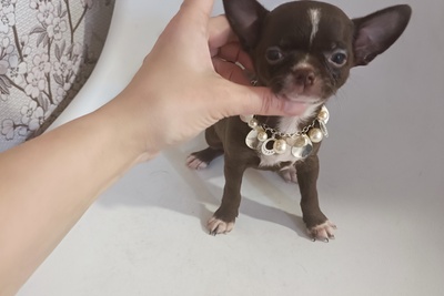 Кукольные, велюровые пуговки-чихуахуа