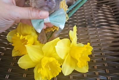 Лиловые малыши-чихуахуа мчатся к Вам на ручки