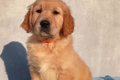 Щенки золотистого ретривера