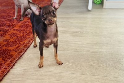 Той-терьер Русский той